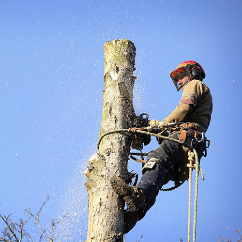 Démontage d'arbres difficiles